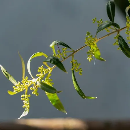 Edem Luxury 4* Néa Péramos